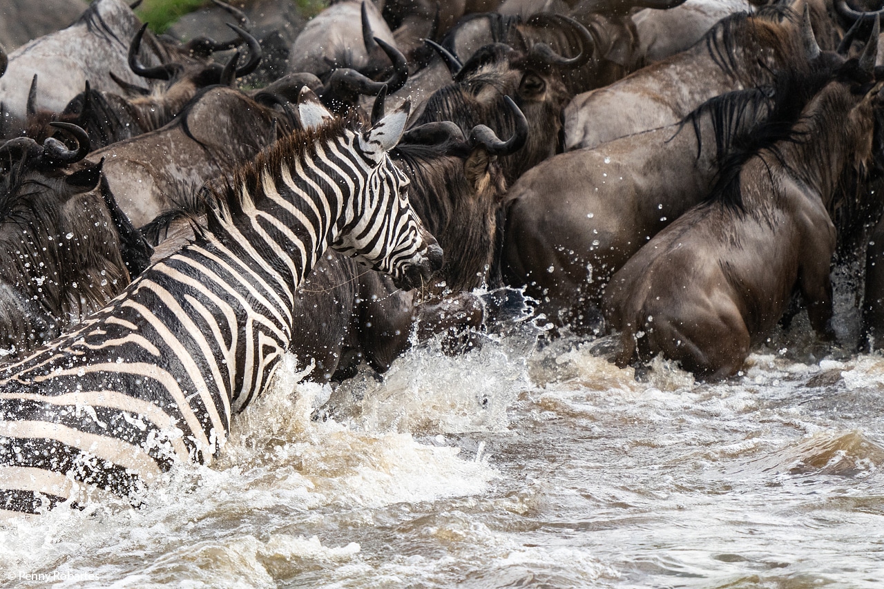 Zebra herd in Kenya grassland